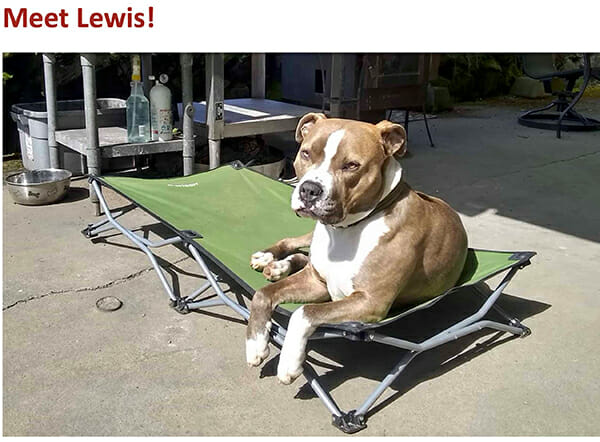 Lewis, one of Gretchen Van Bodegom's dogs, was featured in a weekly pet feature.